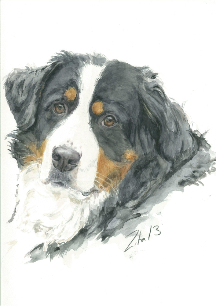 Hundeportrait Bernersenhund